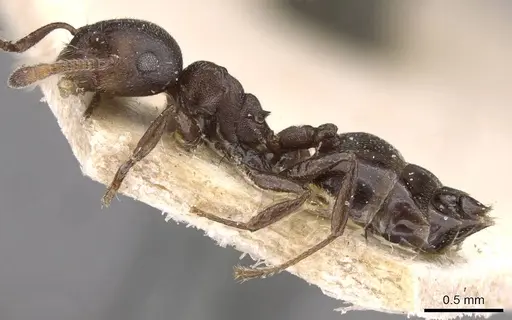 Crematogaster gerstaeckeri - CASENT0908560