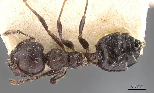 Crematogaster gerstaeckeri - CASENT0908561