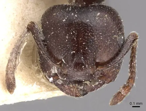 Crematogaster gerstaeckeri - CASENT0908561