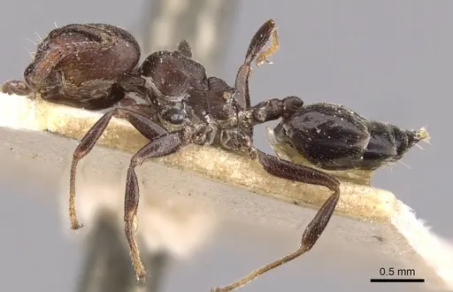 Crematogaster gerstaeckeri - CASENT0908561