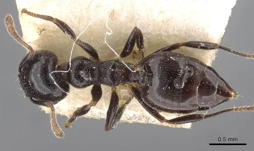Crematogaster gerstaeckeri - CASENT0908562