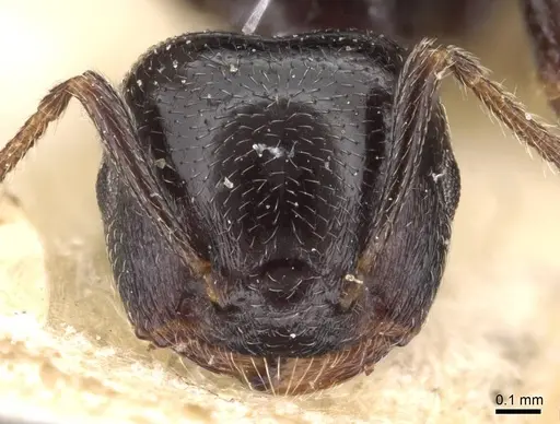 Crematogaster gerstaeckeri - CASENT0908562