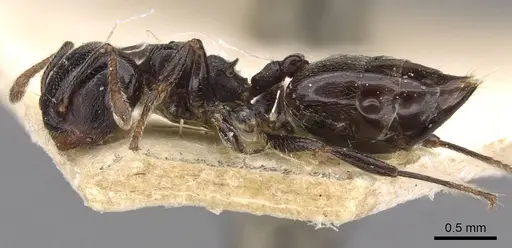Crematogaster gerstaeckeri - CASENT0908562