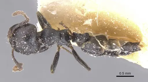 Crematogaster gerstaeckeri - CASENT0912671