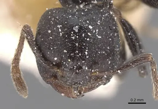 Crematogaster gerstaeckeri - CASENT0912671