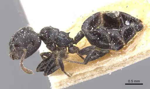 Crematogaster gerstaeckeri - CASENT0912671