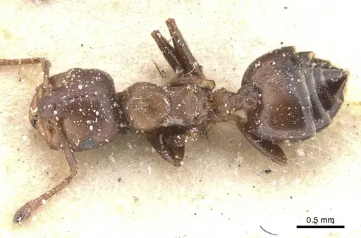 Crematogaster gerstaeckeri - CASENT0912672