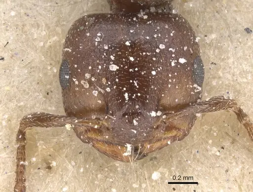 Crematogaster gerstaeckeri - CASENT0912672