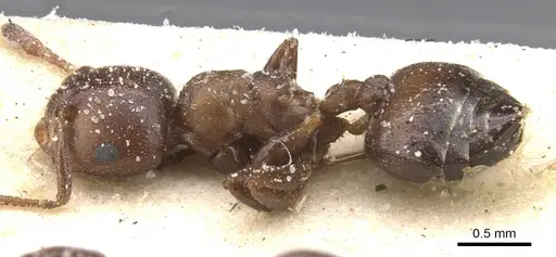 Crematogaster gerstaeckeri - CASENT0912672