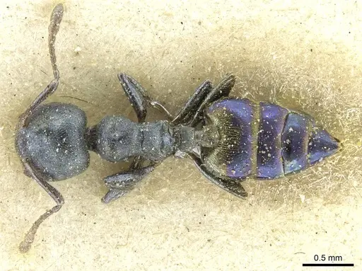 Crematogaster gerstaeckeri - CASENT0912673