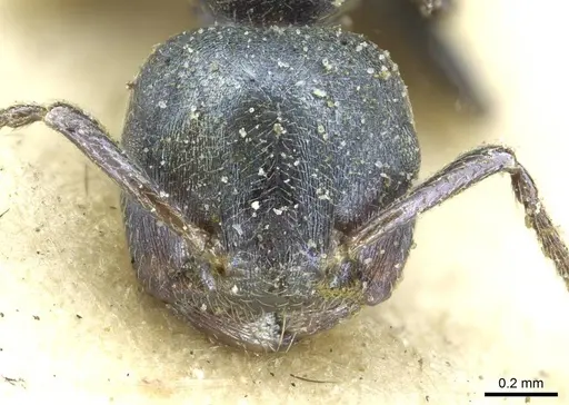 Crematogaster gerstaeckeri - CASENT0912673