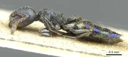 Crematogaster gerstaeckeri - CASENT0912673