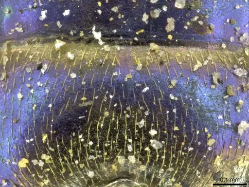 Crematogaster gerstaeckeri - CASENT0912673