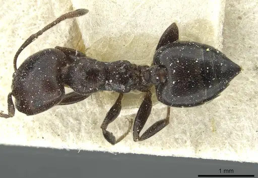 Crematogaster gerstaeckeri - CASENT0912674