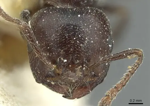 Crematogaster gerstaeckeri - CASENT0912674