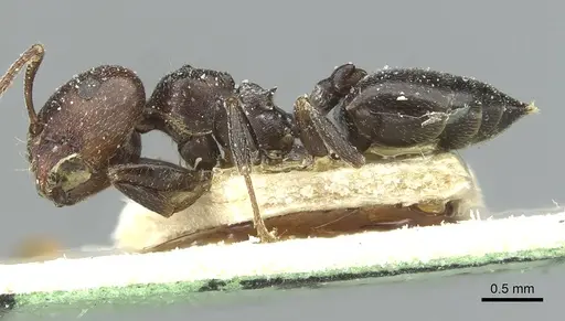 Crematogaster gerstaeckeri - CASENT0912674