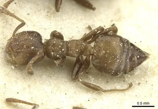 Crematogaster gerstaeckeri - CASENT0912675