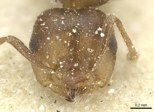 Crematogaster gerstaeckeri - CASENT0912675
