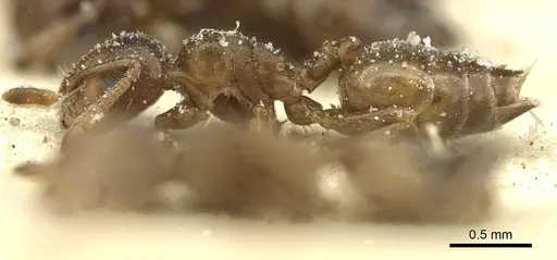 Crematogaster gerstaeckeri - CASENT0912675