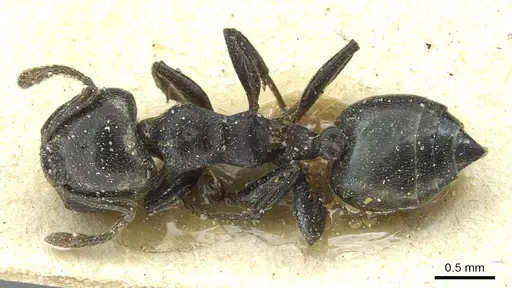 Crematogaster gerstaeckeri - CASENT0912677