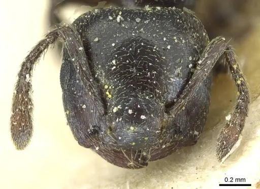 Crematogaster gerstaeckeri - CASENT0912677