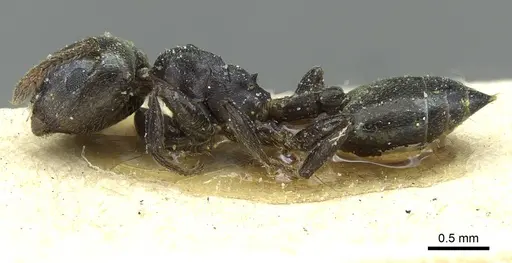 Crematogaster gerstaeckeri - CASENT0912677