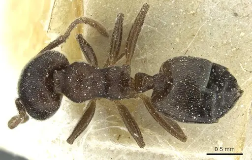 Crematogaster gerstaeckeri - CASENT0912678