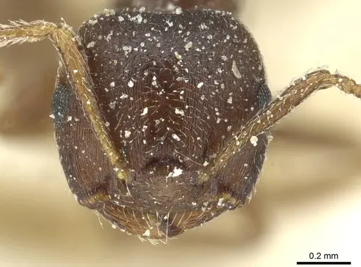 Crematogaster gerstaeckeri - CASENT0912678