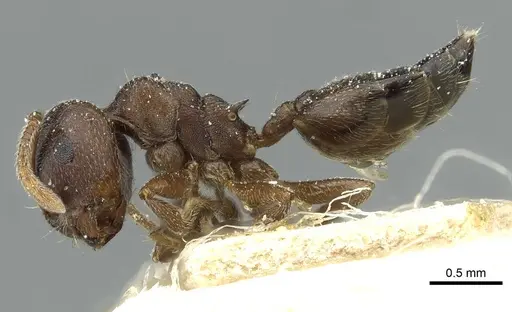 Crematogaster gerstaeckeri - CASENT0912678