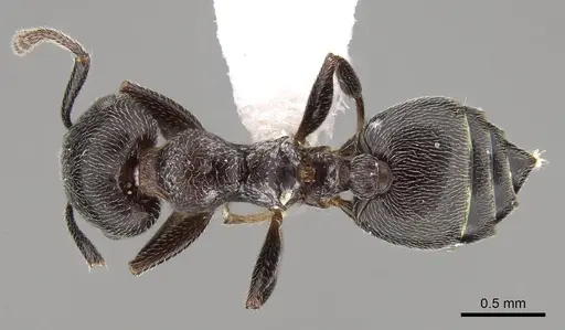 Crematogaster gerstaeckeri - CASENT0914295