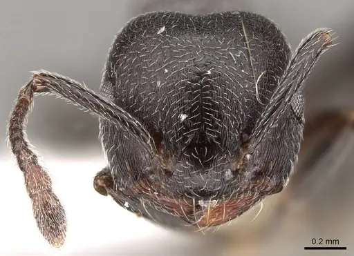 Crematogaster gerstaeckeri - CASENT0914295