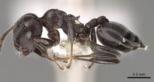 Crematogaster gerstaeckeri - CASENT0914295