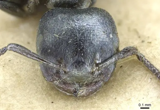 Crematogaster gerstaeckeri - RMCAENT000017758