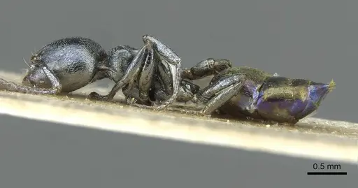 Crematogaster gerstaeckeri - RMCAENT000017758