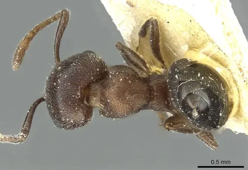 Crematogaster gerstaeckeri - RMCAENT000017761