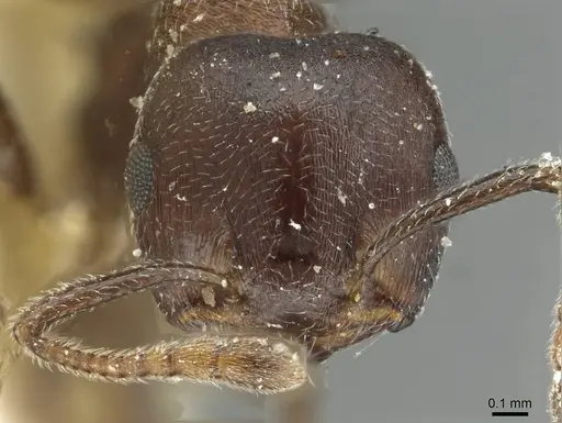 Crematogaster gerstaeckeri - RMCAENT000017761