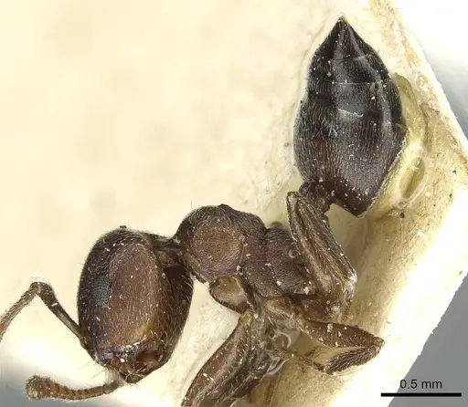 Crematogaster gerstaeckeri - RMCAENT000017761