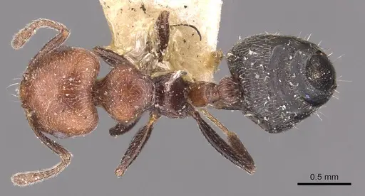 Crematogaster goeldii specimen