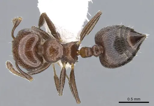 Crematogaster goeldii - CASENT0914568