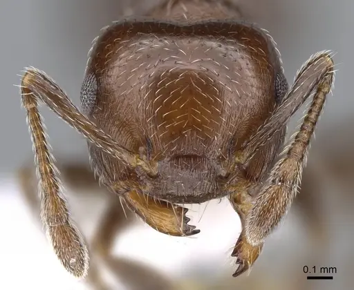 Crematogaster goeldii - CASENT0914568