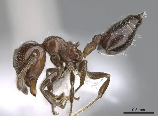 Crematogaster goeldii - CASENT0914568