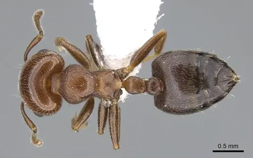Crematogaster goeldii - CASENT0914636