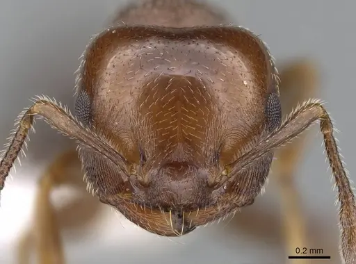 Crematogaster goeldii - CASENT0914636