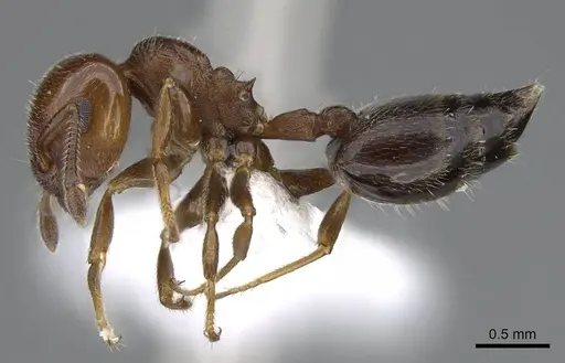 Crematogaster goeldii - CASENT0914636