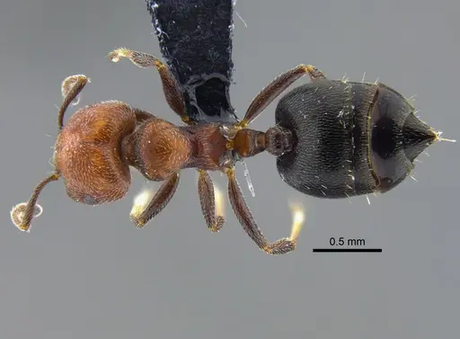 Crematogaster goeldii - CBUMAGENT41930