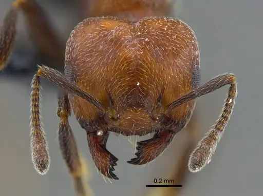 Crematogaster goeldii - CBUMAGENT41930