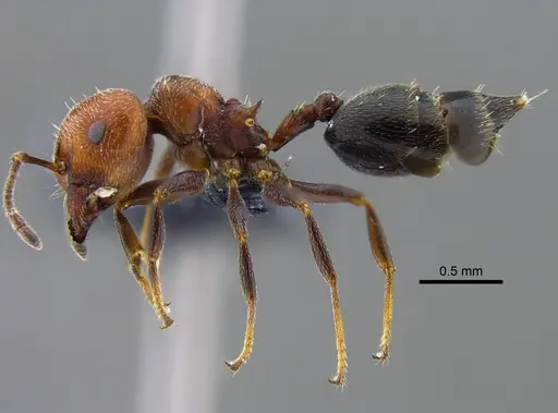 Crematogaster goeldii - CBUMAGENT41930