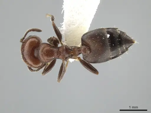 Crematogaster goeldii - JTLC000001447