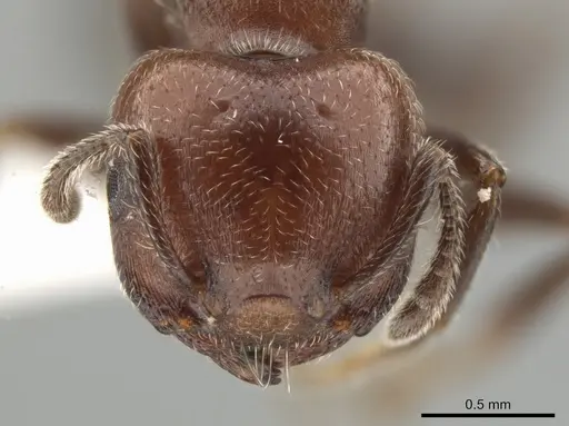 Crematogaster goeldii - JTLC000001447