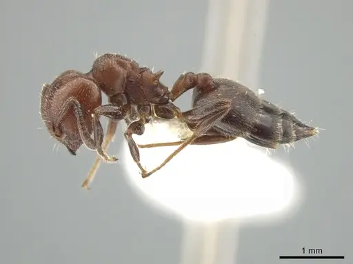 Crematogaster goeldii - JTLC000001447